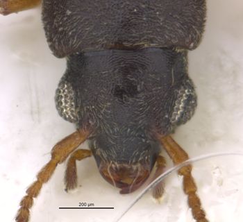Media type: image;   Entomology 36152 Aspect: head frontal view